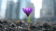 © Ta Sher - Single Purple Bloom Against a Blurred Urban Backdrop, Emergence and Delicacy.