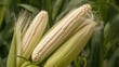 © The 2R Artificiality - Nutritious white corn as a healthy staple food in agriculture