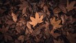 © TheWaterMeloonProjec - Brown leaves scattered on the ground, a single maple leaf at the center, seasonal change