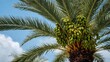 © vxnaghiyev - A cluster of unripe dates hanging from a date palm tree, fiber-dense choice