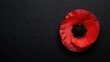 © vxnaghiyev - The remembrance poppy, a symbol of sacrifice, suitable for Memorial Day and similar observances