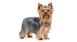© Platon - Stunning Yorkshire Terrier Dog Standing Poised on a Clean White BackgroundA meticulously groomed Yorkshire Terrier (Yorkie) is captured standing perfectly poised