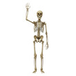 © Gustav - Illustrative Image of a Human Skeleton Raising its Hand as if Greeting, Isolated on Pure