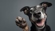 © Tatiana - Happy dog waving paw greeting on gray background, copy space