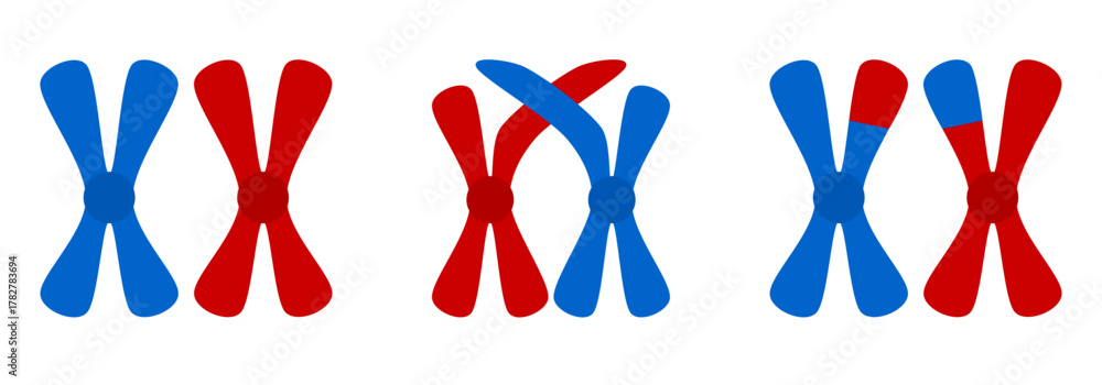 Step-by-step diagram process of genetic recombination and crossing over ...