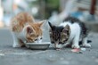 © Leo - Adorable kittens drinking milk together outdoors