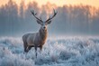 © Vitalii Shkurko - Majestic Stag Stands Tall in Frosty Meadow at Sunrise Highlighting Natures Beauty and Tranquility