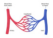 © ldarin - Vector illustration of the blood circulatory system showing arteries, veins, and capillaries.