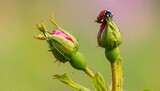 A ladybug perched on a green plant bud, symbol of delicacy and contrast, editorial style with vivid macro nature energy.