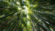 © Tahsin - Looking up through a dense bamboo forest towards a bright sky overhead