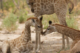 two giraffe cubs play with each other 467