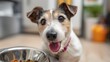 © mila103 - A joyful dog sits in a well-lit kitchen, looking eagerly towards a bowl of dog food. The dog appears excited and content, enjoying its time at home.