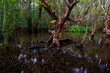 © Issara - Flooded forest with trees standing in dark water and reflections. Swamp landscape showing wetland ecosystem with green moss and fallen leaves.