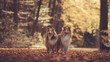 © Renee Heetfeld - 2 rough Collies sable zobel stehen im Wald auf Lauf im Herbst