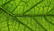 © Hpi - Close-up of a vibrant green leaf with intricate vein patterns.