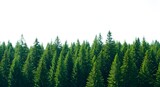 Lush green pine forest a dense evergreen woodland perfect for nature backgrounds