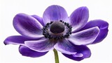 Anemone Purple Flower Isolated On Transparent Background