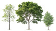 © Tofayel Ahmed - Three realistic deciduous and coniferous trees with detailed foliage and trunks isolated on transparent background