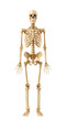© Anupong - full human skeleton front view, realistic anatomy, studio lighting, on white background, clean composition, medical accuracy