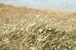 © Pause Papote - Plantes sauvages sur la plage de la Ria d'Etel dans le Morbihan en Bretagne - France - Europe
