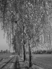  Herbstlauf im Münsterland