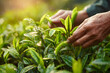 © krasyuk - Tea harvesting process in a lush green tea plantation during early morning hours