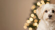 © Vyatcheslav - Adorable white Maltese dog posing for a Christmas portrait. Cute puppy with festive bokeh lights in the background and copy space for text