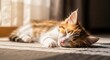 © Hesti - sleeping kitten basking in sunlight on a carpet showcasing domestic bliss and feline relaxation for pet-themed blogs capturing cozy and peaceful moments