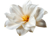 Elegant White Amaryllis or Lily Flower with Yellow Center Isolated PNG