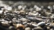 © Cyqueen - Crystal clear mountain stream with smooth pebbles and small swimming fish, natural sunlight creating caustic highlights