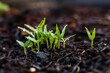 © Austockphoto - Close up detail of capsicum sprouts growing in pot veggie garden