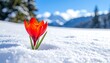 © Fauzan - Vivid red crocus emerges from the snow, set against blurred snowy peaks and a clear blue sky