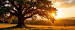 © Arethaawykoff - Majestic large tree with sprawling branches in golden sunset light over peaceful field