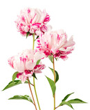 Three stunning pink and white striped peonies stand upright on stems, showing off their lush, pleated petals and intricate color pattern, set against a transparent background.