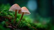 © Tanu - Two small mushrooms grow together on a mossy forest floor in a serene woodland setting during the early morning light