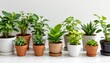 © Charming Studio - Collection of Green Houseplants in Various Pots for Interior Decoration and Enhancing Spaces