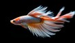© Brownie - A betta fish in motion with fins spread wide, giving the impression of swimming. The fish has long, flowing tail fins and vibrant colors, including reds and blues.