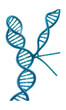 © OMD - Continuous DNA synthesis strand with a visible replication fork.