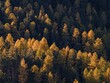 © Martina Melzer/imageBROKER - Larch, larch forest, autumn, autumn color, morning light, aerial view, Morteratsch Valley, Engadin, Switzerland