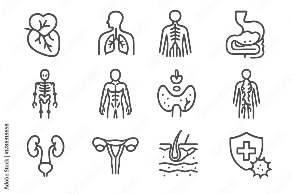 Icons urinary muscular respiratory endocrine vector integumentary ...
