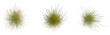 © DH Tree Stock - Stipa capillata tree plan, top view, cutout, transparent, isolate, Stunning dry grass plumes showcase nature's delicate beauty and organic textures