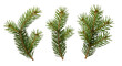 © premium seller - Festive Evergreen Sprigs Evoking Christmas Magic Isolated to Capture Holiday Cheer a Reminder on transparent background