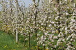 © Anna - Apple orchard in bloom, blooming apple trees, organic orchard in bloom.
