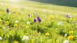 © yanli - A vibrant meadow filled with purple, yellow, and white wildflowers in full bloom under bright sunlight.