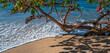 © ttrimmer - Sea Level Rise at a Tree on the Beach in Honolulu, Hawaii.