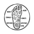 © kokoto - Foot Reflexology Chart Mapping Body Parts on the Foot.