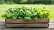 © Hryhor Denys - Fresh green lettuce and spinach grow in a rustic wooden box on a weathered surface with a blurred natural background.