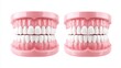 © AskVisuals - Dental model of teeth isolated on a white background, perfect for dental health