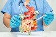 © Warawan - Digestive system with stomach and intestine, Asian doctor holding human anatomy model for study diagnosis and treatment in hospital.