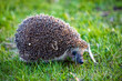 © Nobilior - hedgehog in the green grass